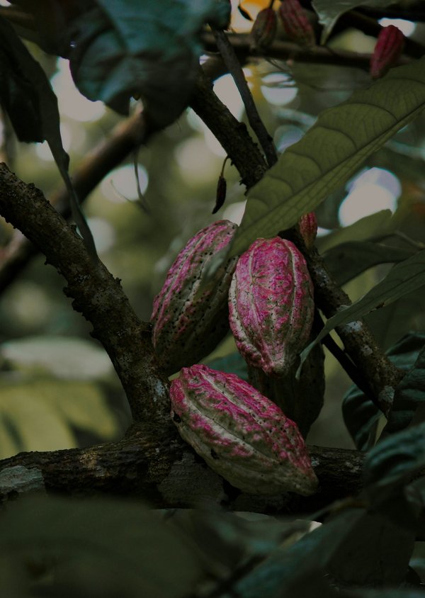 Comment organiser une visite des plantations de cacao au Ghana?